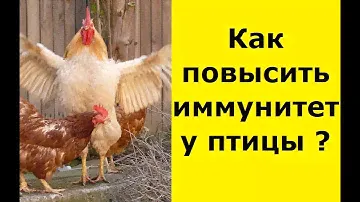 Растим здоровую птицу.Применение препарата АСД фракция 2 для птицы,пропаиваем кур, цыплят,индюшат.