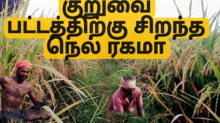 அம்பை - 16 (ASD 16) நெல் வகை பற்றிய தகவல்கள்.../asd 16 rice variety in tamil